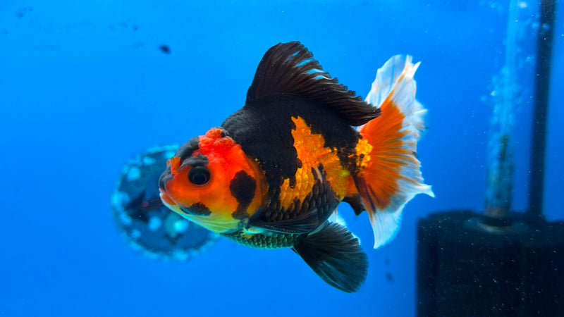 Thai Oranda Apache Butterfly Tail 3.5" Male(FEB-429)R2B02