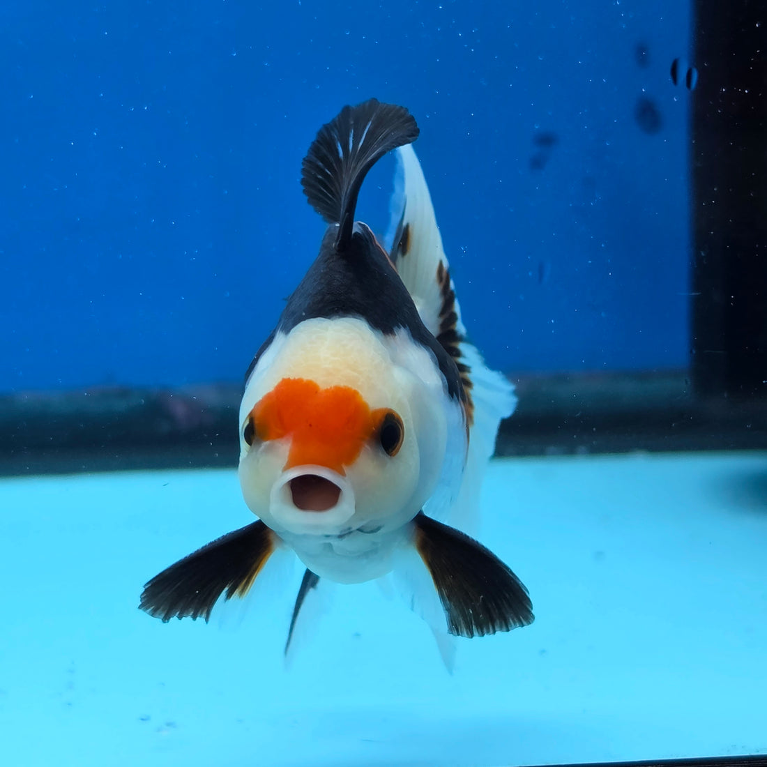 Thai Oranda Tri Color 3 in Body Male (FEB-522)R3A07