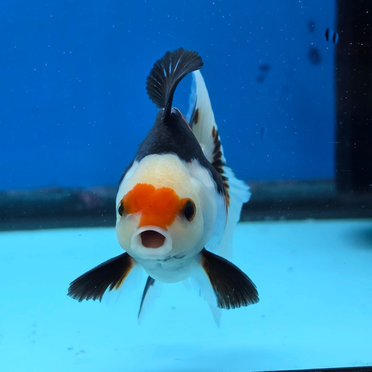 Thai Oranda Tri Color 3 in Body Male (FEB-522)R3A07