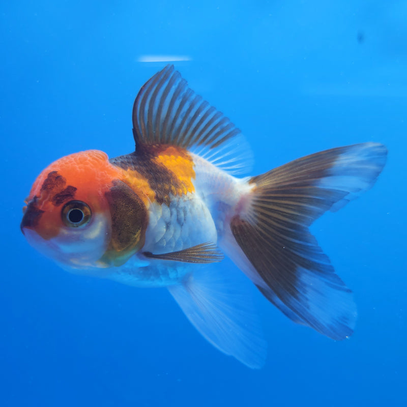 Thai Oranda Tri-Color 2.5in Female (FEB-201)R3B07