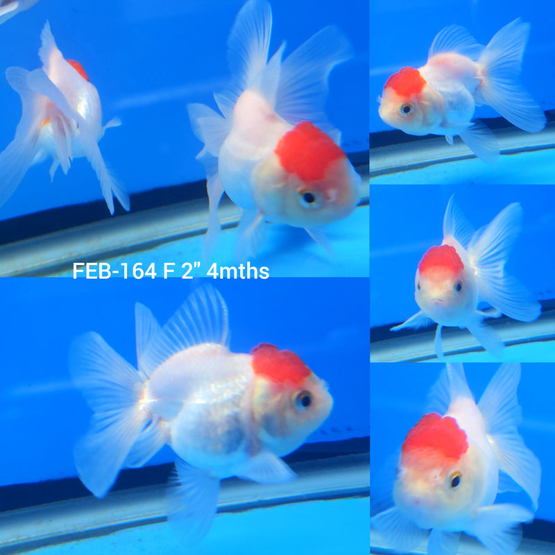 Thai Oranda White Red Cap 2” Body Female (FEB-164)R3A09