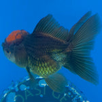 Thai Oranda Apache 2.5” Male(FEB-633)R3B15
