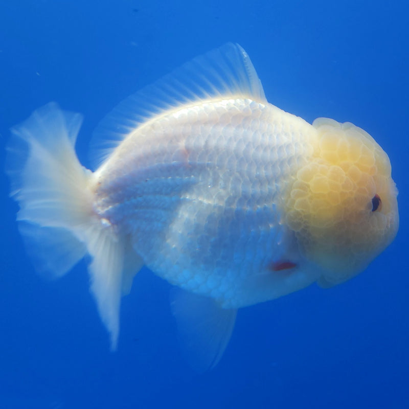 Thai Jumbo Oranda Lemonhead 4in Female (FEB-231)BLUETUB1