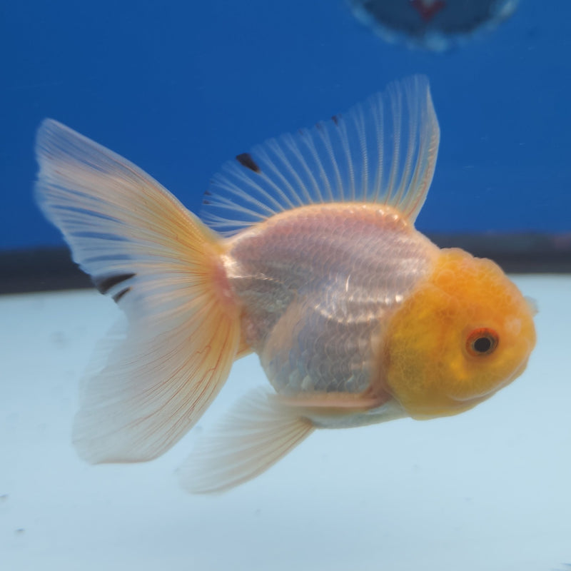 Thai Oranda Lemonhead 2.5” Male (FEB-265)R3B18