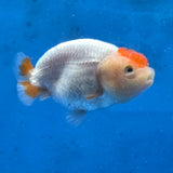 Thai Ranchu 2.50" Body Female (G-FEB-100)R2B11
