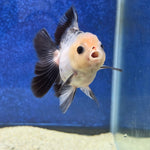 Thai Oranda Lemon head Panda 2.7” Male(FEB-650)R3B21