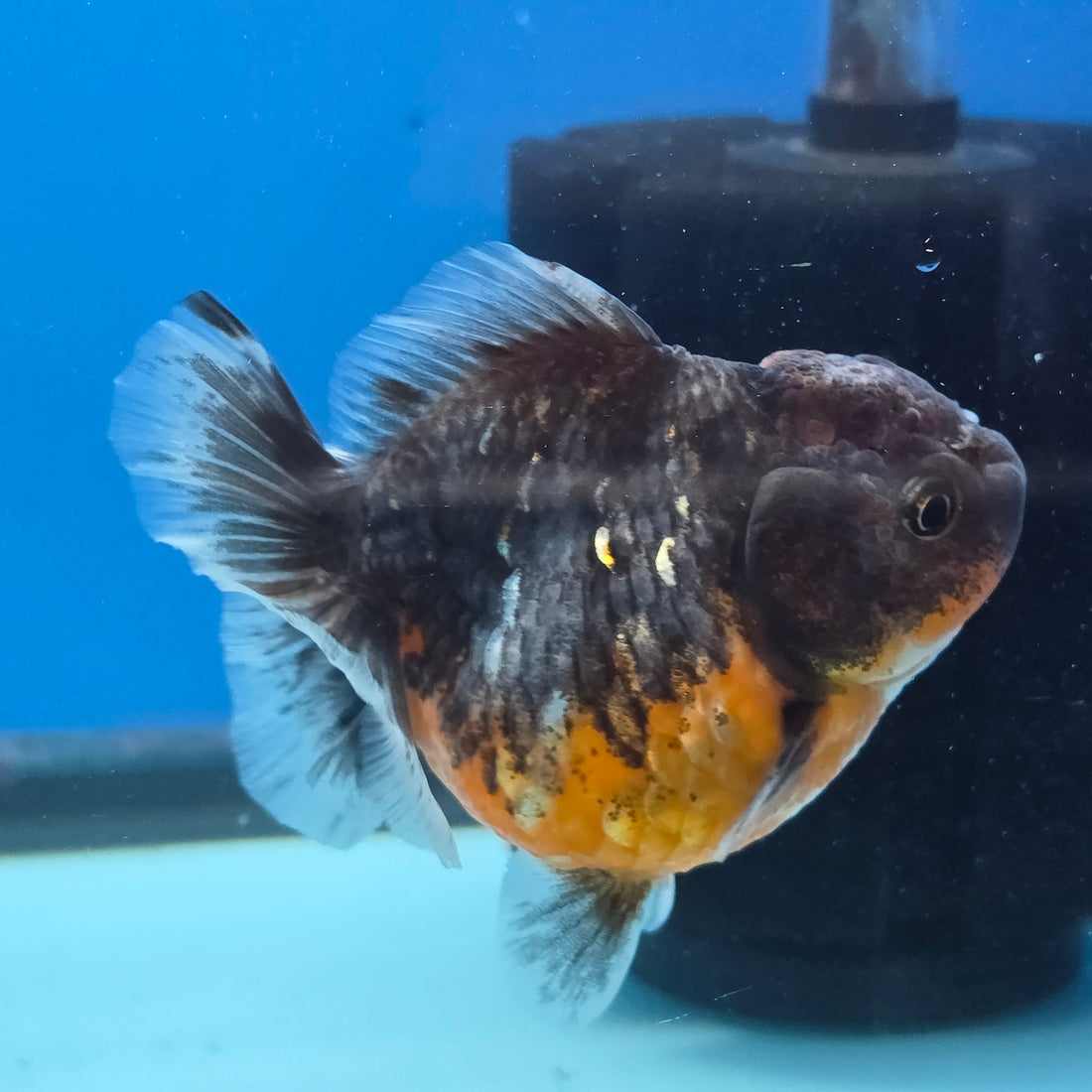 Thai Oranda Kirin Sakura Shogun Farm 3.2" Body male 6mths(FEB-579)R3B02