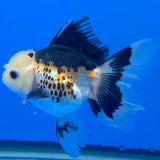 Thai Oranda Lemomhead Tri-Color 3.00 inch Body Female(FEB-843)R2B07