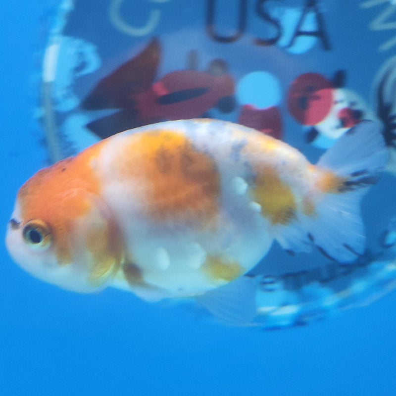 Thai Ranchu Tri-Color 2.5in Female (FEB-346)R3A14