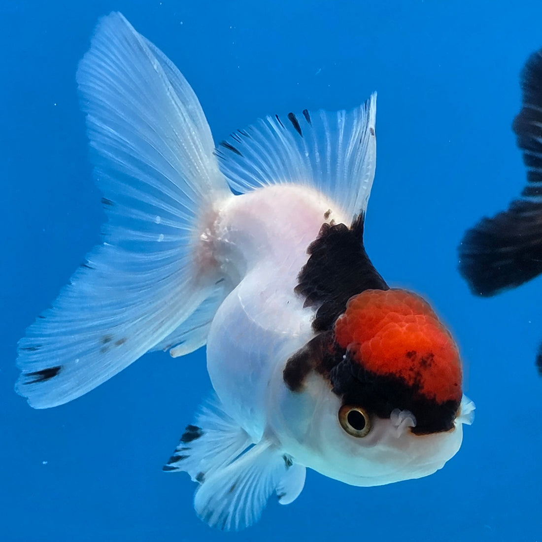 Thai Oranda Red Cap Panda Short body breed 2.5" Body Female 6mths(FEB-564)R3B22
