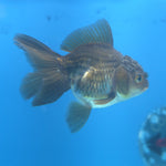 Thai Oranda Panda Silver 2.5” Female(FEB-663)R3B04