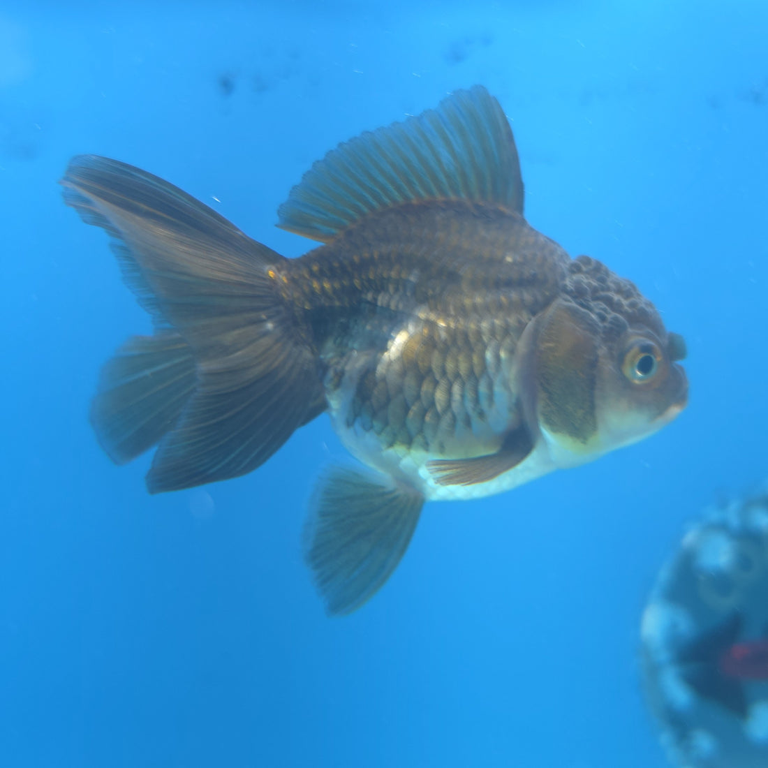 Thai Oranda Panda Silver 2.5” Female(FEB-663)R3B04