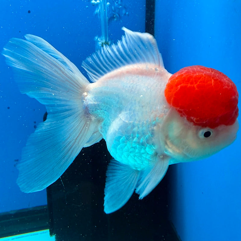 Thai Oranda White Body Red Cap 3.5" Female(FEB-433)R2B13