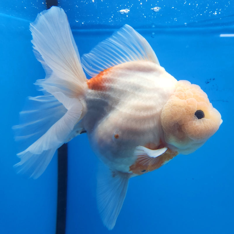 Thai Jumbo Red & White Sakura Orchid Tail Oranda by NK THAILAND 5.00 inch Body (NKT-FEB-373)