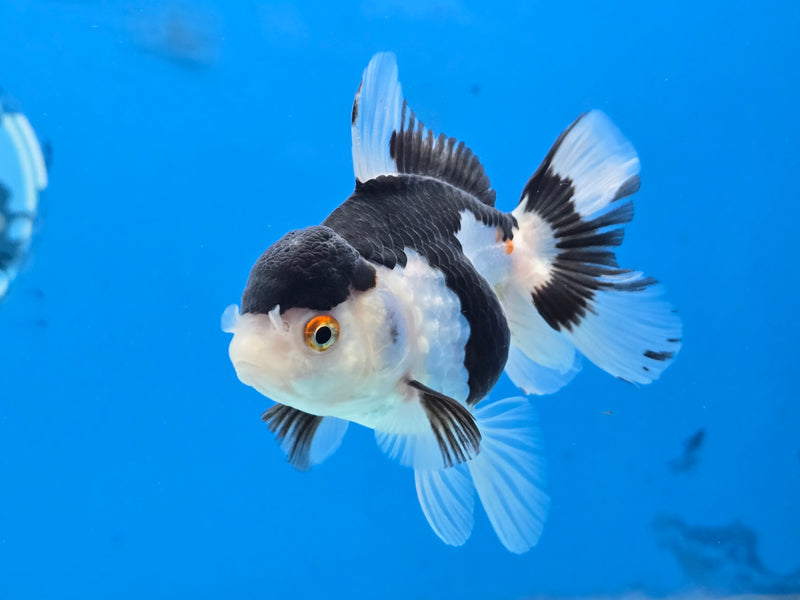 Thai Tri Color Oranda 2.50 inch Body Female (NNN-2077)R4C03