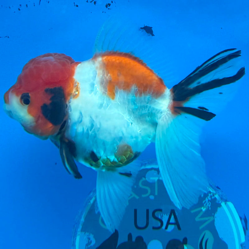Thai Oranda Tiger Tri Color Male 3.5 in (FEB-456)BLUETUBA