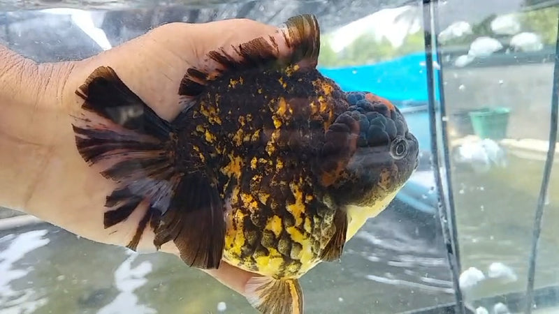 Thai Jumbo Red Tiger Calico Orchid Tail Oranda by NK THAILAND 5.00 inch Body (NKT-JO2033)