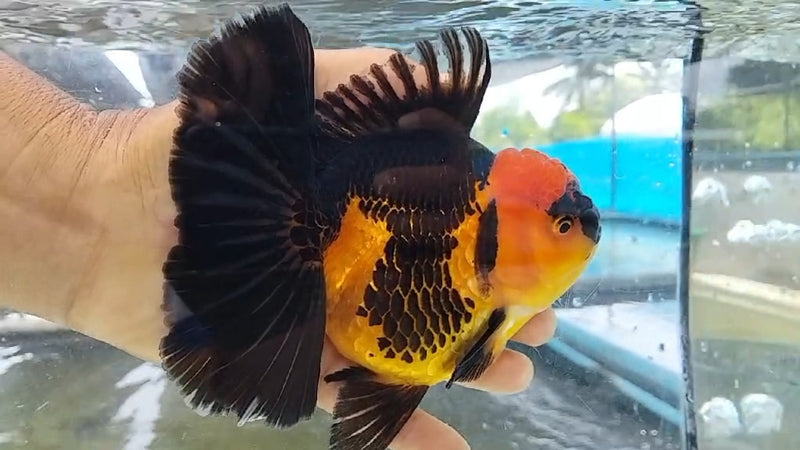 Thai Jumbo Apache Orchid Tail Oranda by NK THAILAND 5.00 inch Body (NKT-JO2028)