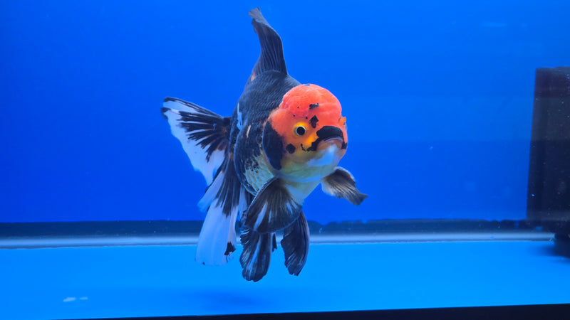 Thai Jumbo Apache Orchid Tail Oranda 4.50 inch Body Male 8 Months Age Giant Breed (NNN-3019)R1A07