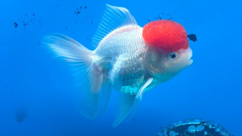 Thai Oranda White Body Red Cap 3.5" Female(FEB-433)R2B13