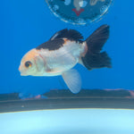 Thai Oranda Tri-Color 2.5” Female(FEB-681)R3B01