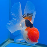Thai Oranda Red Cap Tri-Color 3.00" Body Female (FEB-805)R2B02