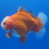 Thai Jumbo Oranda Red & White 5in Female (FEB-235)R2A06