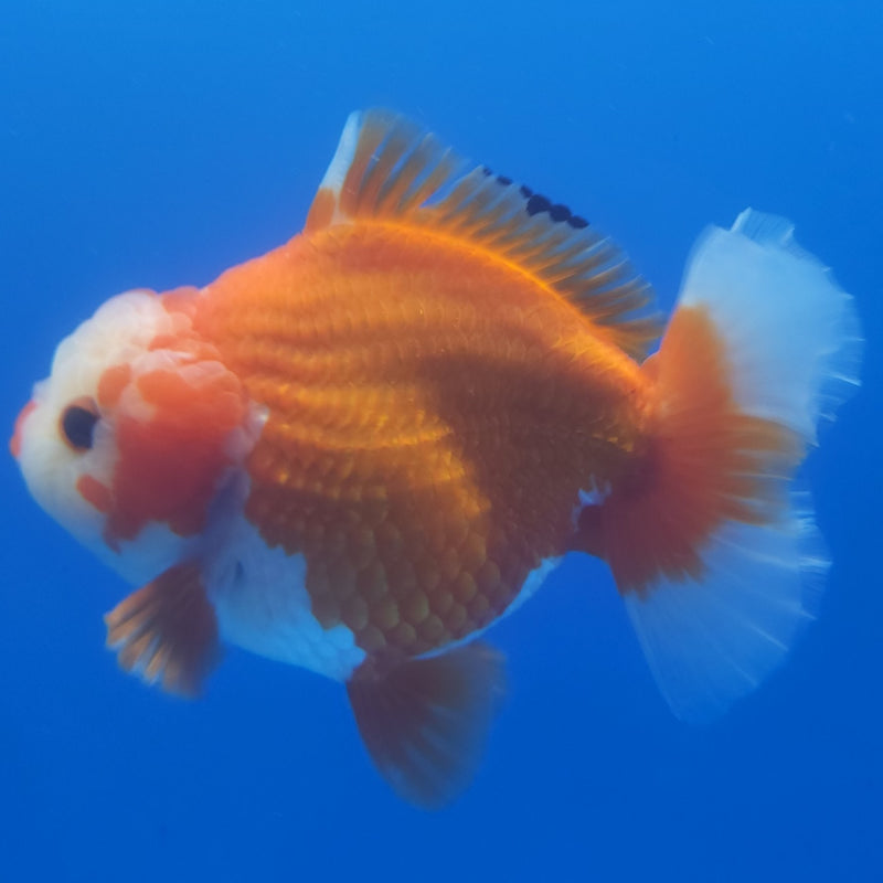 Thai Jumbo Oranda Red & White 5in Female (FEB-235)BLUETUB1