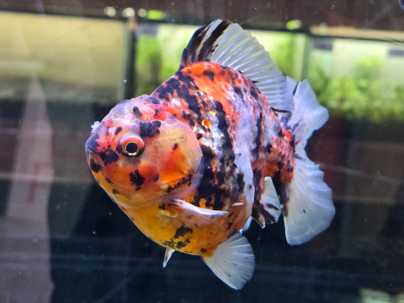 Thai Red Tiger Calico Oranda Yuanbao by NK Thailand 4.00 inch Body Male (NK-1052)SHOWTANK