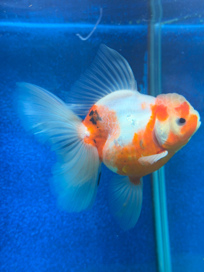Thai Oranda Red & White Sakura 4in Female (FEB-468)BLUETUBA