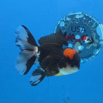 Thai Oranda Red Cap Panda Color 3 in Body Male (FEB-534)R3A03