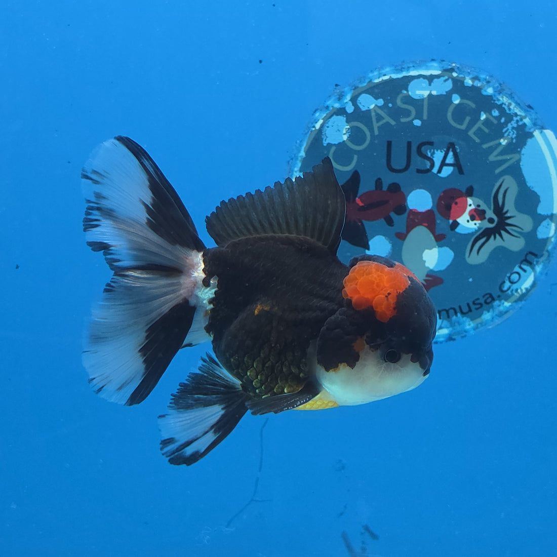 Thai Oranda Red Cap Panda Color 3 in Body Male (FEB-534)R3A03