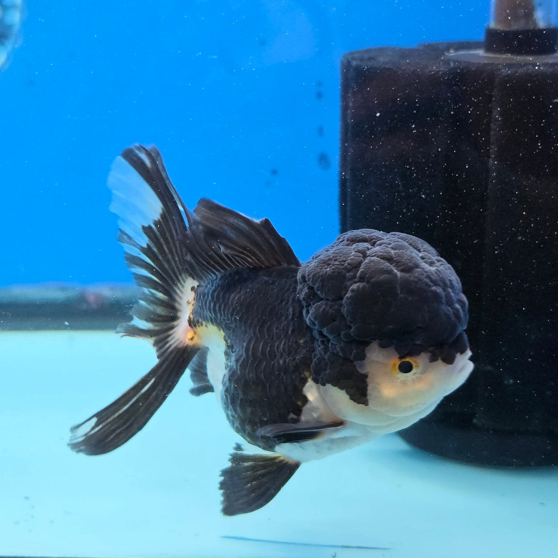 Thai Oranda Panda 4" Body female 9mths(FEB-569)R3A01
