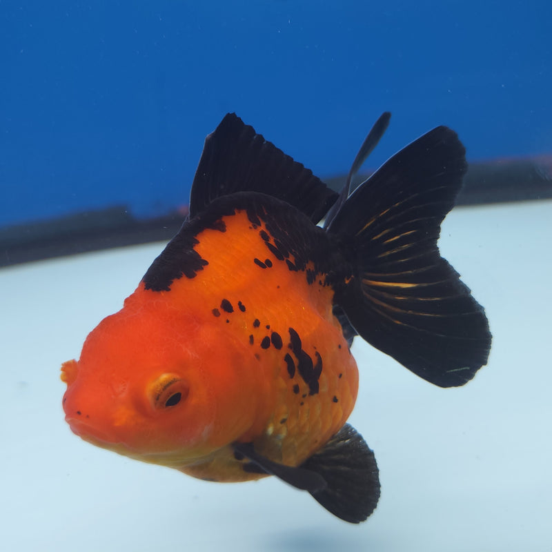 Thai Oranda Apache 3” Female (FEB-254)R3A04
