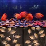 SHORT BODY SUPER RED TEXAS x CRYSTAL RED PARROT FRY 1.00"