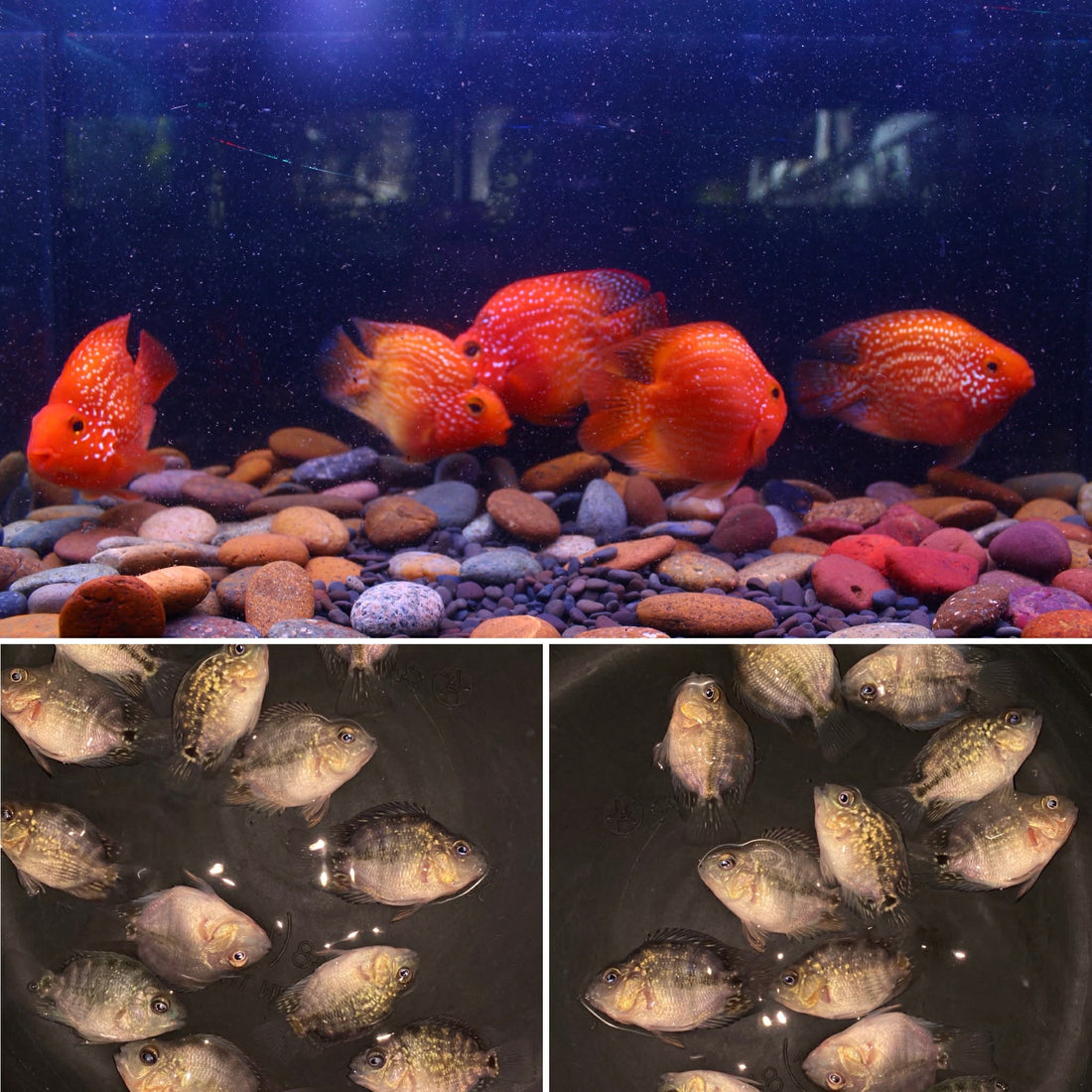 SHORT BODY SUPER RED TEXAS x CRYSTAL RED PARROT FRY 1.00"