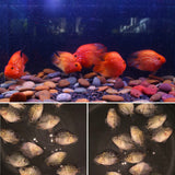 SHORT BODY SUPER RED TEXAS x CRYSTAL RED PARROT FRY 1.00"