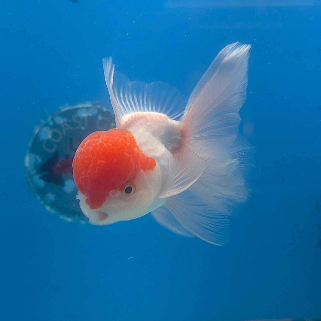 Thai Oranda Red & White 3.5” Male(FEB-710)R1A07