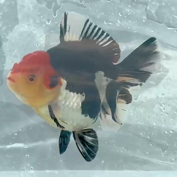 Thai Premium Tri Color Orchid Tail Oranda 4.00 inch Body (QGF-JO1131)BLUETUB1