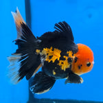 Thai Oranda Apache 4" Body male 9mths(FEB-575)R2A02