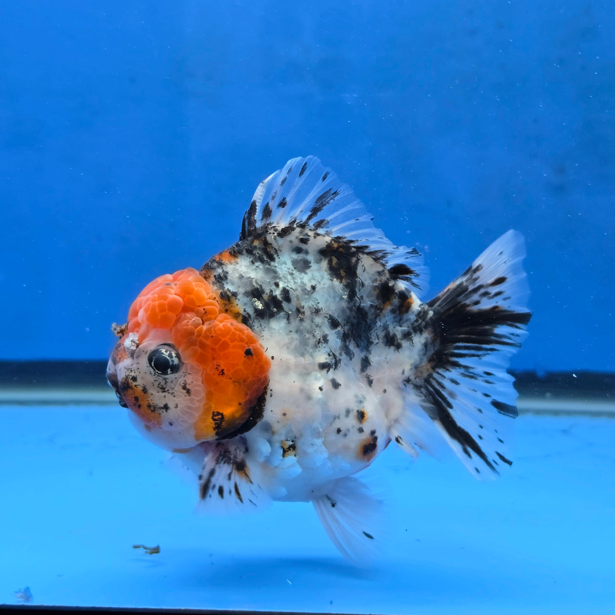 Thai Oranda Red Cap Chinese Paint Calico Godzilla 4 inch Body Female (G-FEB-109)BlueTubB