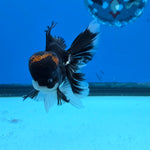 Thai Oranda Red Cap Panda Color 3 in Body Male (FEB-535)R3A03