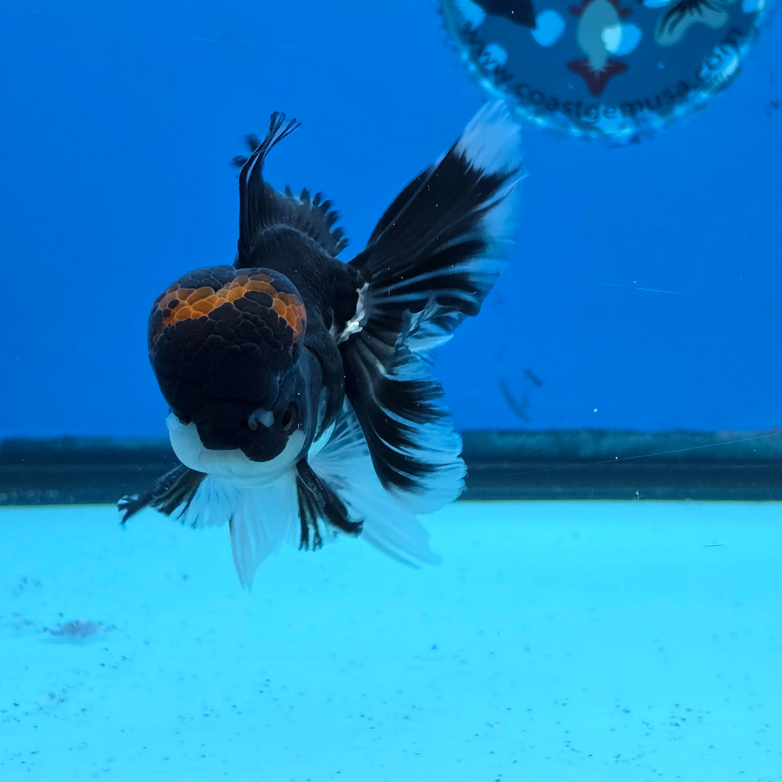 Thai Oranda Red Cap Panda Color 3 in Body Male (FEB-535)R3A03