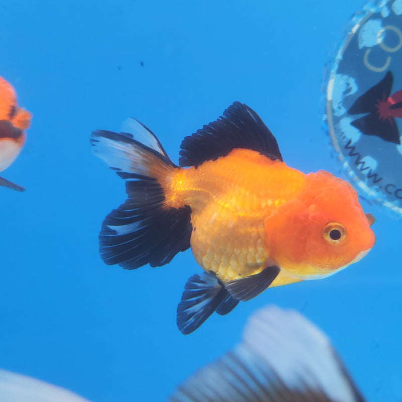 Thai Oranda Apache-Tri 2.5 F (FEB-182)R3A07