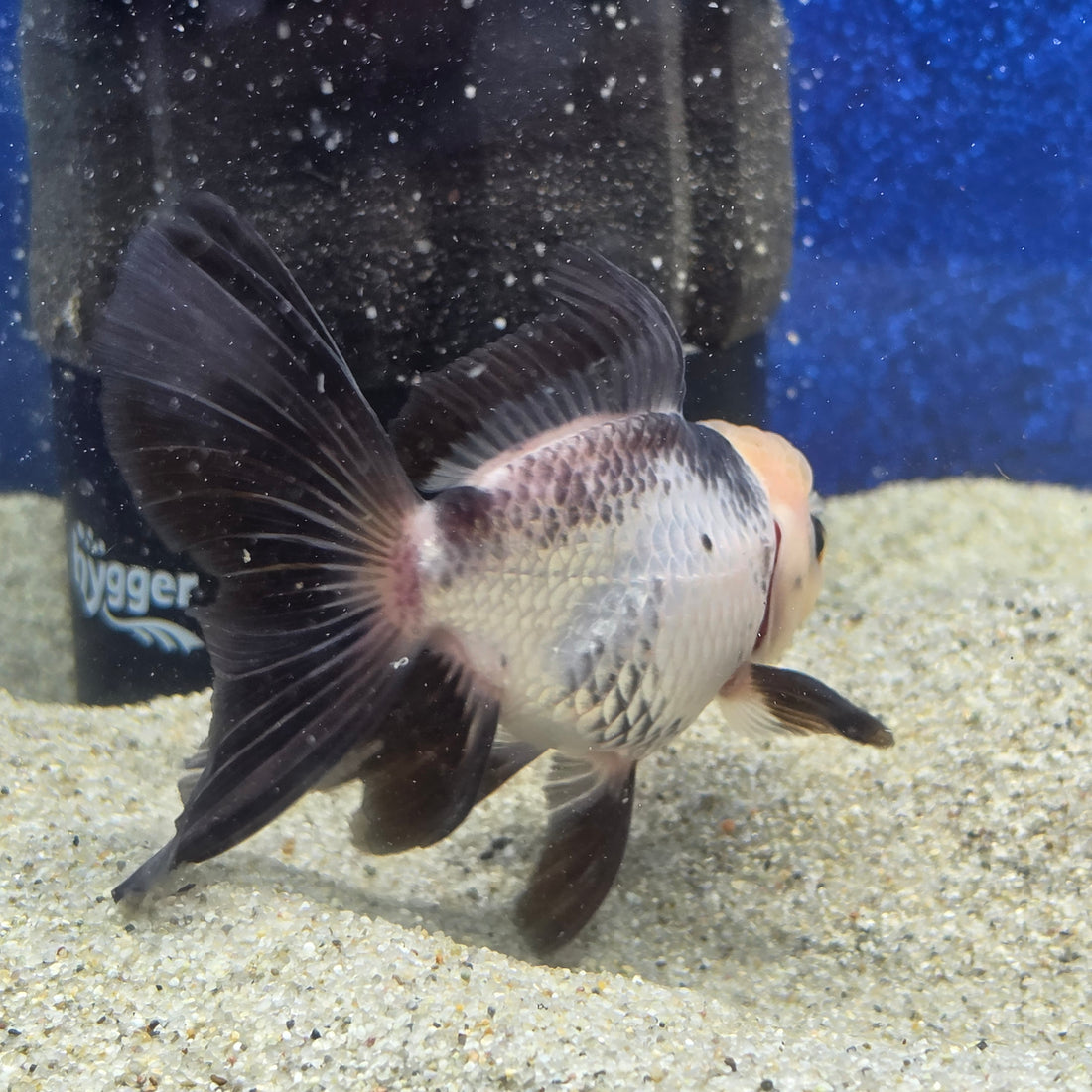 Thai Oranda Lemon head Panda 2.7” male(FEB-652)R3B21
