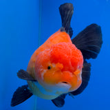 Thai Oranda Jumbo AAA Grade Apache 4.50 inch Body Female(FEB-846)R2A14