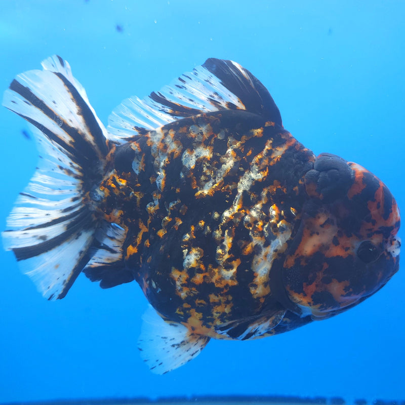 Thai Jumbo Black Tiger Orchid Tail Oranda by NK THAILAND 5.00 inch Body (NKT-FEB-377)