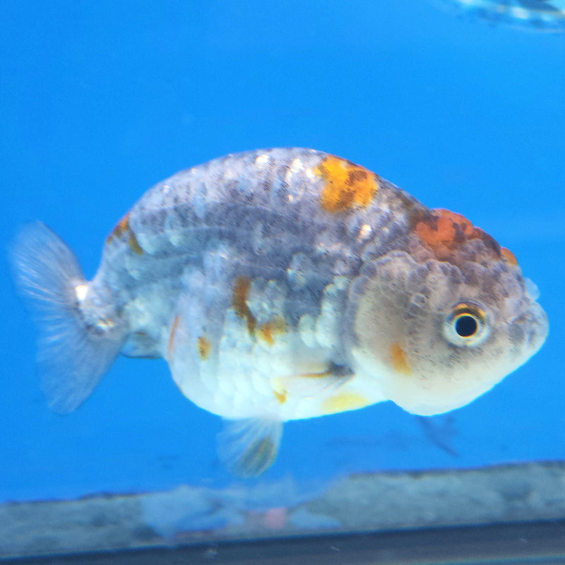 Thai Ranchu Calico 2.5in Female (FEB-342)R3A14