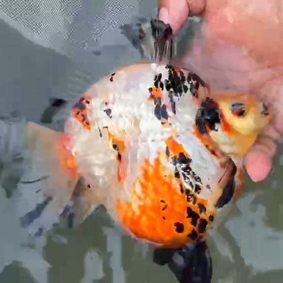 Thai Premium Jumbo Calico Ryukin 4.50 inch Body (QGF-JO1048)