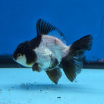 Thai Oranda Panda 3 in Body Female (FEB-519)R3A08